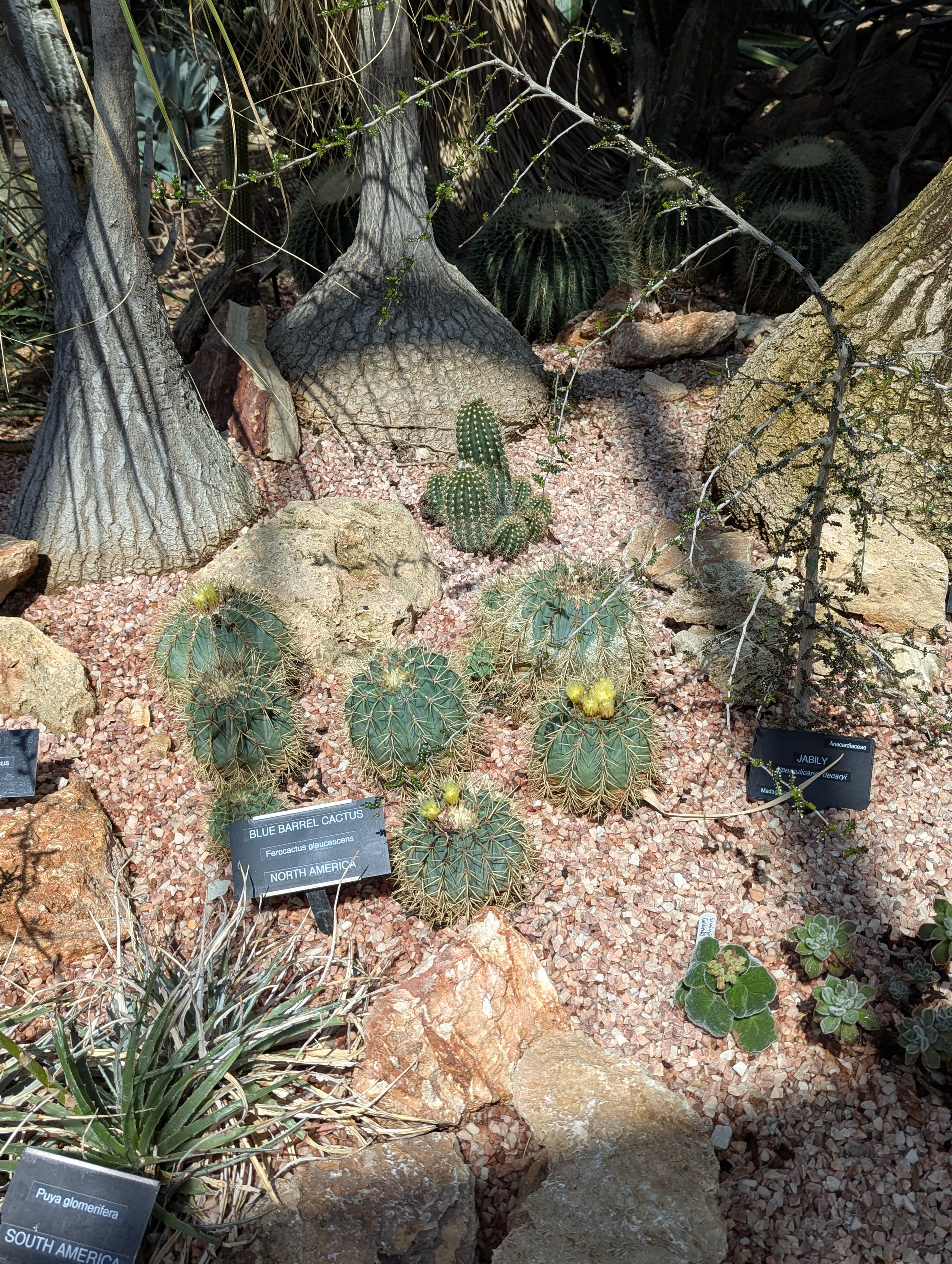 Birthday Trip to Canada, Edmonton, Pyramids, Muttart Observatory